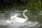 Mute Swan splashing