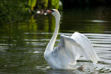 Mute Swan stretching its wings 1