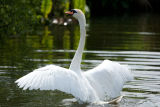 Mute Swan stretching its wings 2