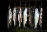 Smoked Trout
