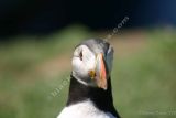 Puffin portrait right hand head on view