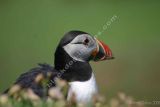 Puffin close up portrait