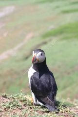 Puffin looking over the shoulder.