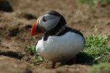 Puffin looking right