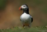 Grubby Puffin