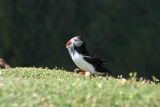 Puffin with a beak-full of Sand Eels