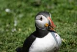 Puffin with Ladybird badge