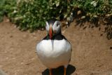 Puffin standing on sand