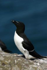Razorbill standing on a rock