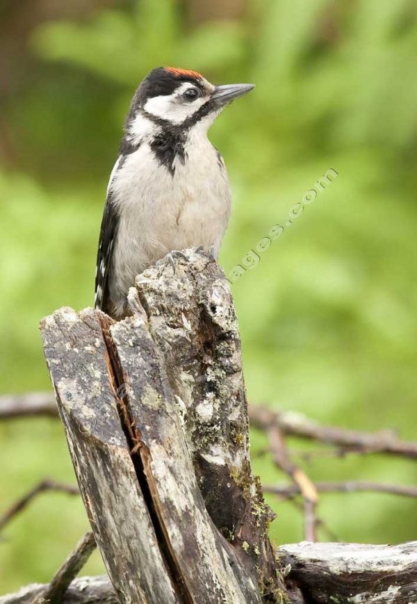 Woody Woodpecker