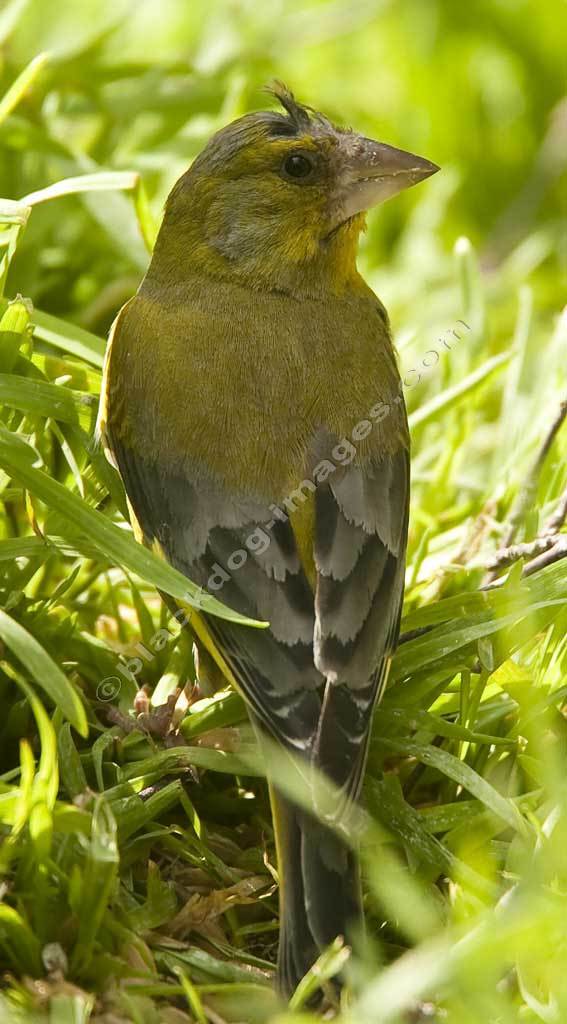 Close up Greenfinch