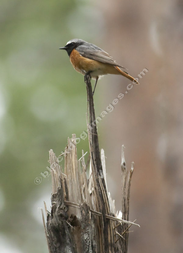 Redstart on a stump