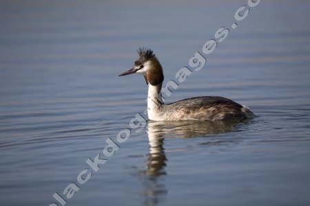 Crested Grebe - Podiceps cristalus