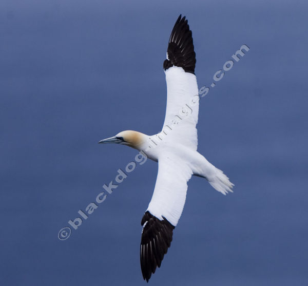 Gannet - Sula Bassana