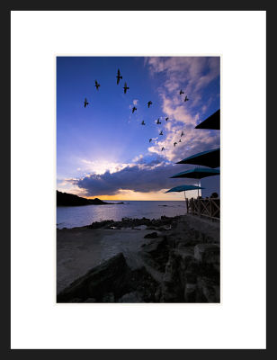 Birds