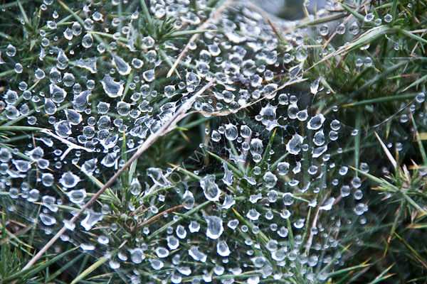 Natures Jewels