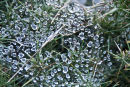 Natures Jewels