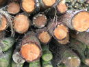 Log Pile