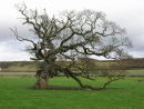 Gnarled Tree