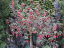 Fuchsias