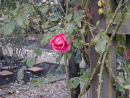 Single Rose