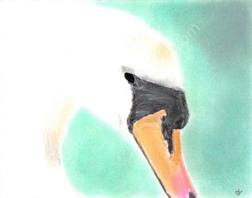 Swan