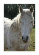 Speckled Horse