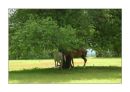 Trio of Horses