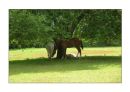 Trio Under Tree