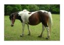 Startled Horse