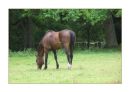 Horse Grazing