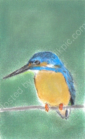 Kingfisher