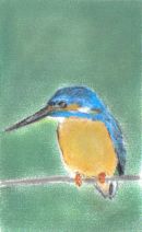 Kingfisher