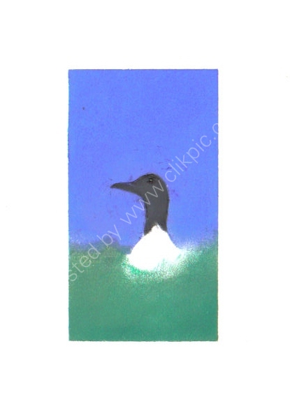 Guillemot
