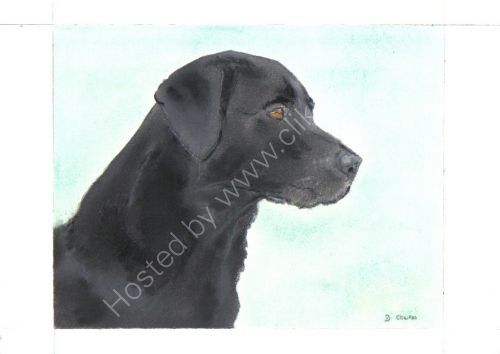 Black Labrador