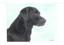 Black Labrador 