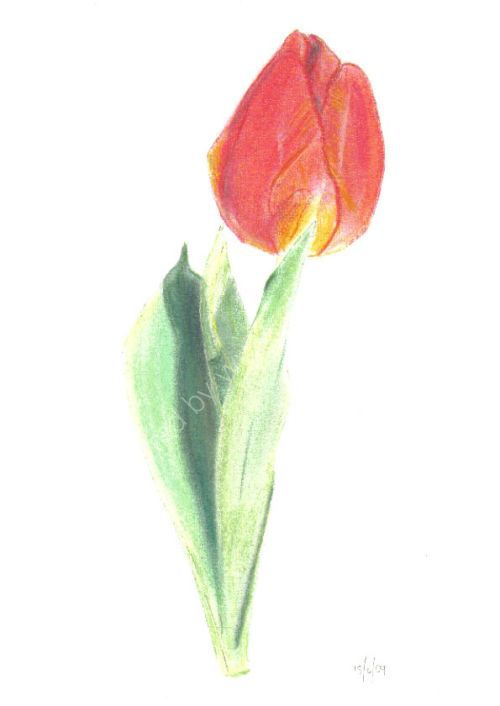 single tulip