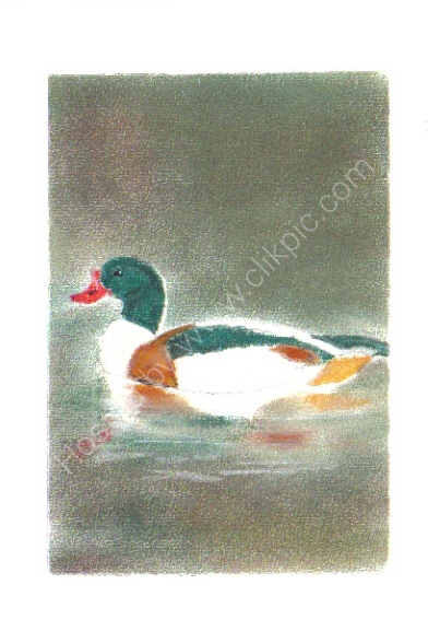 Shelduck