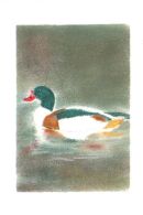 Shelduck