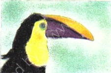 Toucan