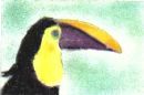 Toucan