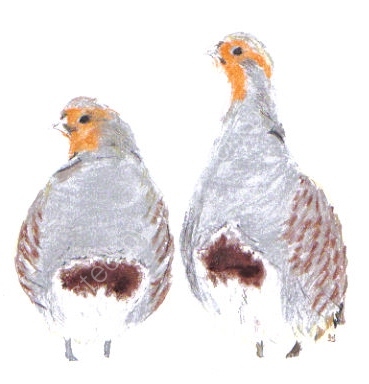 Grey Partridges
