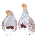 Grey Partridges