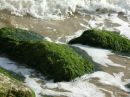 Seaweed Rocks