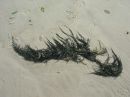 Seaweed