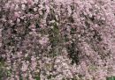 Blossom