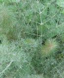 Fennel