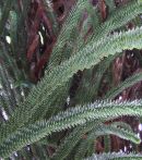 Monkey Puzzle