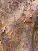Tree Bark