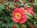 Camellias